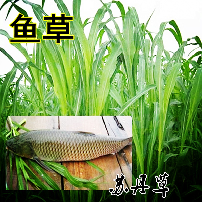 苏丹草种子批发 鱼草籽种子 包邮渔草籽喂鱼的草高产苏丹草牧草 国产