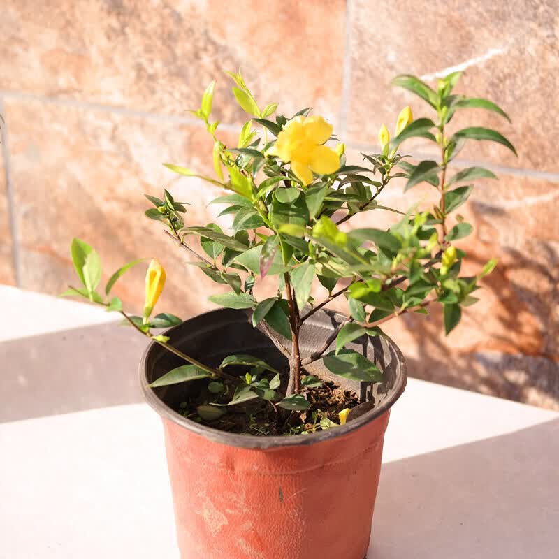 花卉绿植爬藤法国香水盆栽黄香水茉莉花苗四季花香植物带花窗台院