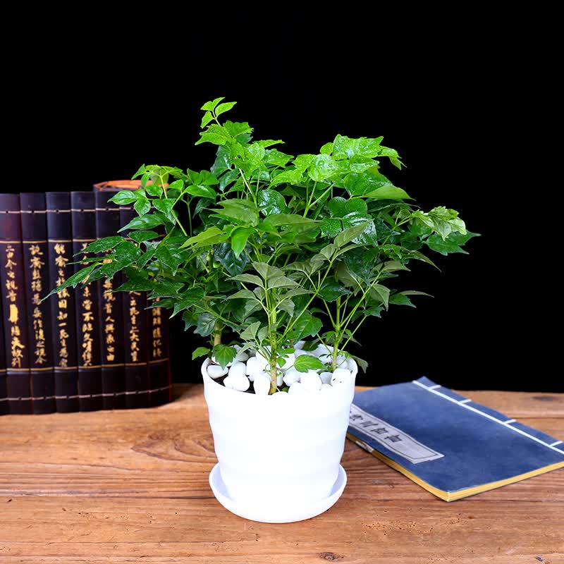 树大客厅办公室绿植盆栽绿宝室内小盆栽盆景大型盆栽 幸福树30cm左右