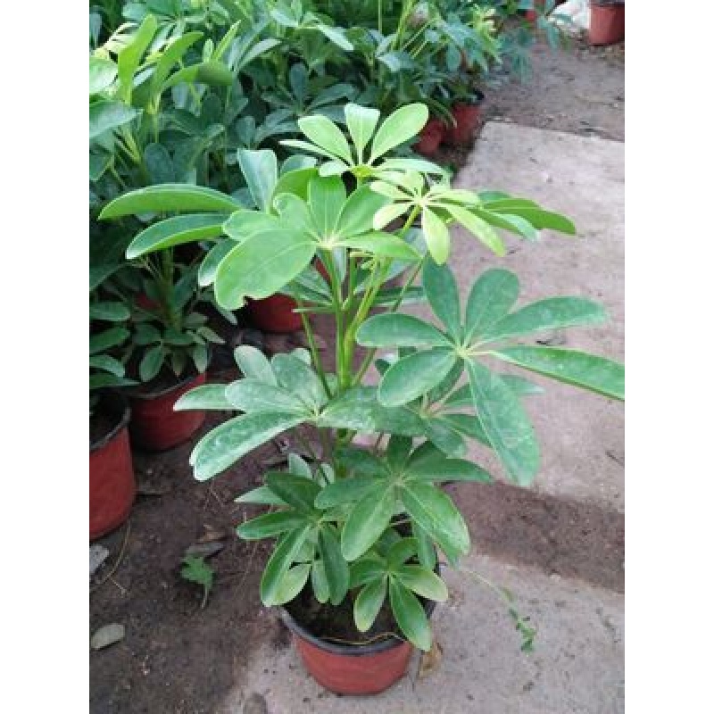 叹为观止大型植物鸭脚木办公室室内客厅大盆景植物盆栽花卉绿植苗八方
