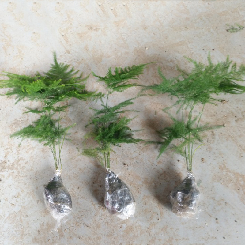 文竹苗大小文竹室内盆栽桌面花卉绿植花卉盆景 四季常青植物 小苗3棵4