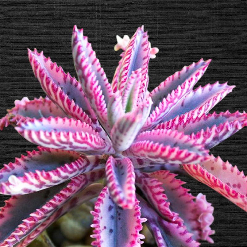 窄叶不死鸟 2-3cm 不含盆