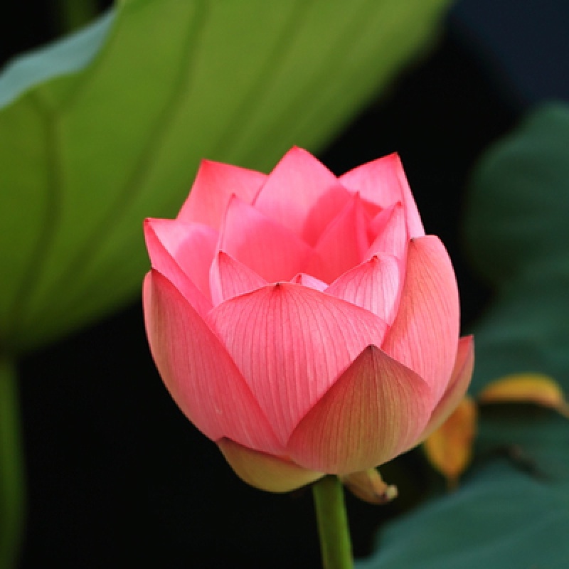 小桃红【荷花观赏藕】 裸根不带土