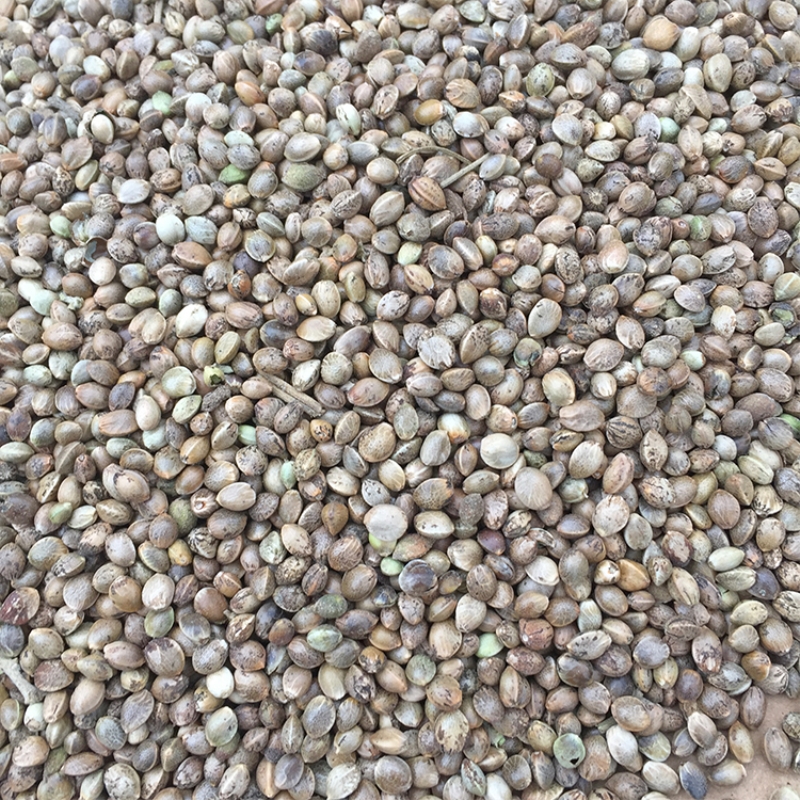 清风苑 麻子麻籽 麻种 鹦鹉鸟食蜡嘴 仓鼠零食鸽饲料 赛信鸽观赏鸽粮