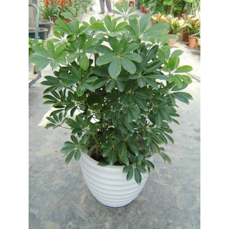 大型植物 鹅掌柴/鸭掌木/鸭脚木办公室室内客厅大型盆景植物盆栽花卉