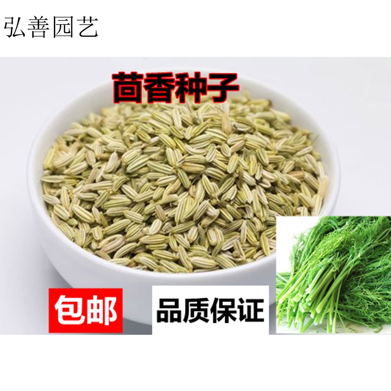 元冬出售散装大茴香种子 小茴香种子 怀香,香丝菜四季播多年生 大茴香