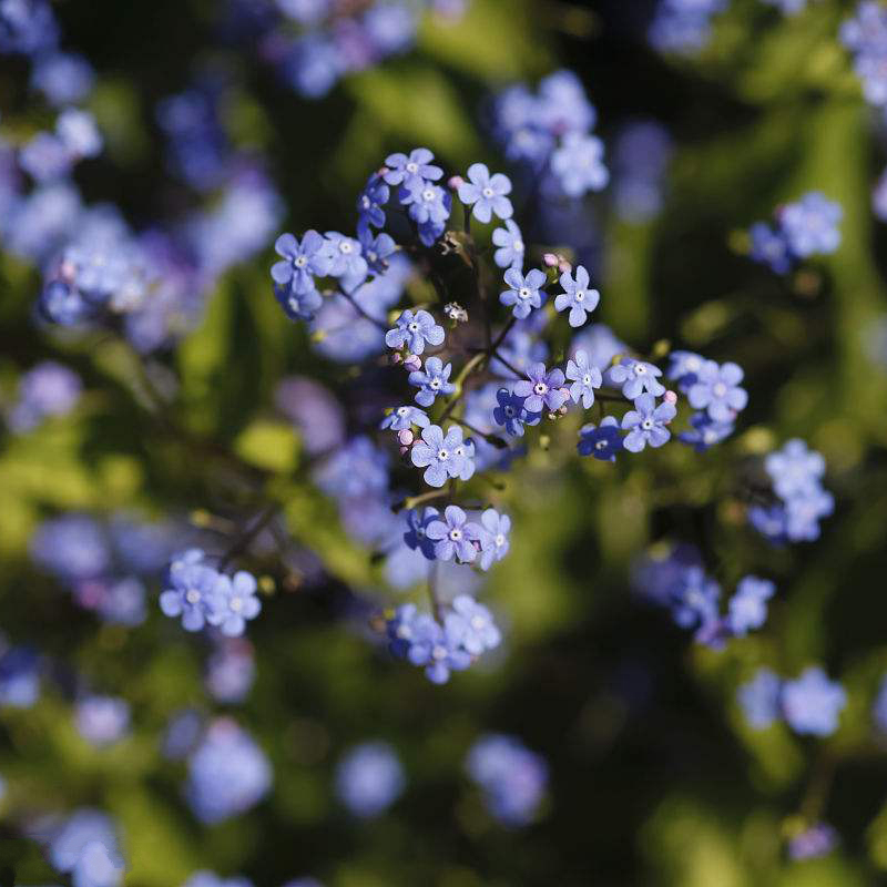 梦族园林(mengzuyuanlin) 勿忘草种子 蓝色勿忘我种子四季播易种草籽
