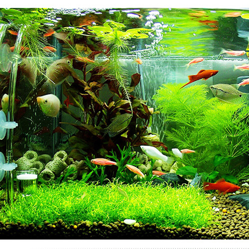 森森二氧化碳泡腾片鱼缸水草二氧化碳发生器co2发生器水族箱用品二氧化碳泡腾片2瓶装 虎窝购