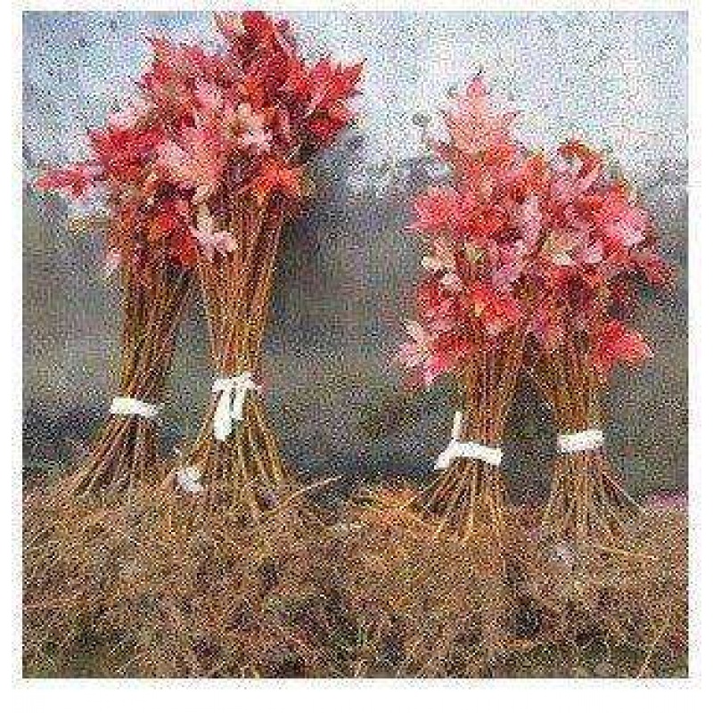 庭院绿化苗 红枫苗 美国红枫 行道绿化 红枫小苗 工程