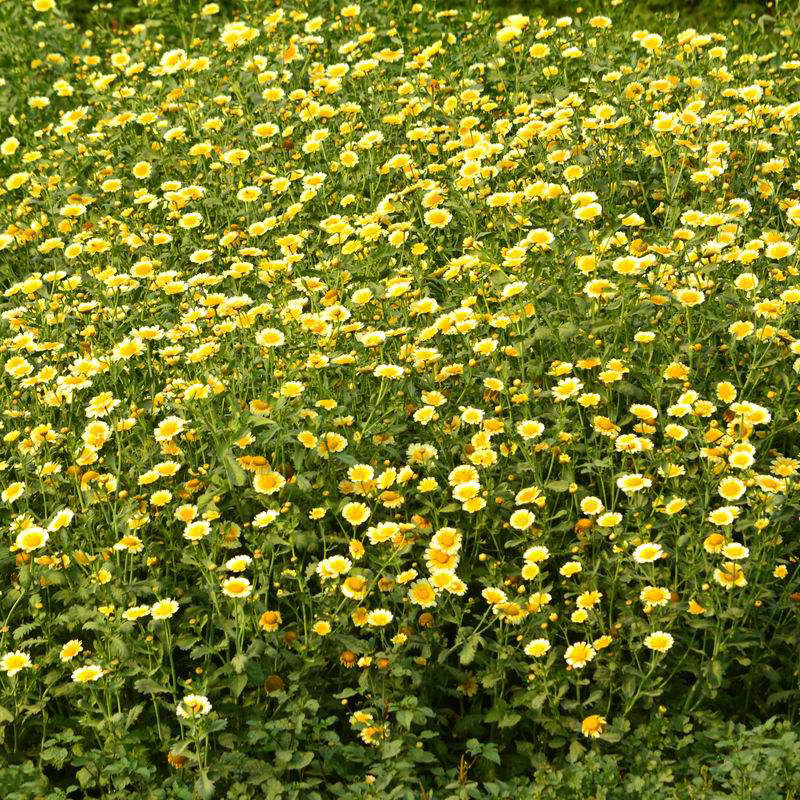 茼蒿菊种子木茼蒿多年生宿根花卉种子木春菊种子景观花海易播种 500粒