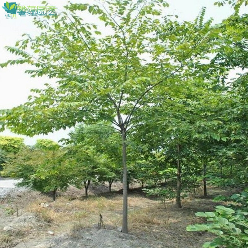 榉树苗红榉树苗红榉木小苗榉树小苗榉树树苗榉树小苗 . 直径3公分粗苗