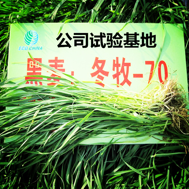 yuanlin 紫花苜蓿草种子 进口牧草多年生南北方黑麦草种牛羊兔畜牧草