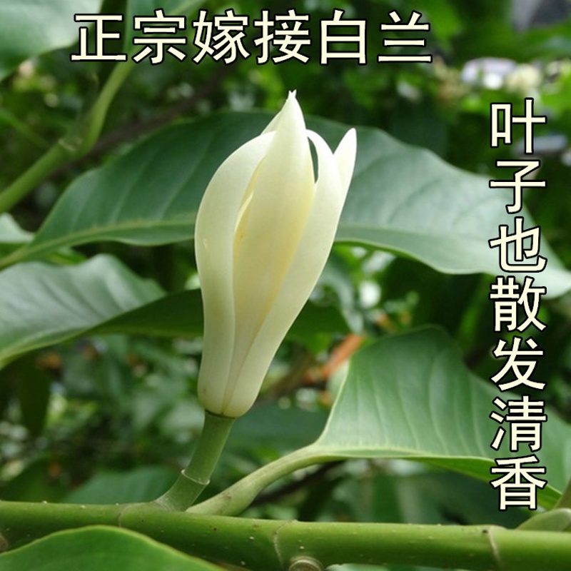 家中有果盆栽花卉十里飘香白兰花盆栽木兰花苗 香味持久 黄兰3年苗50