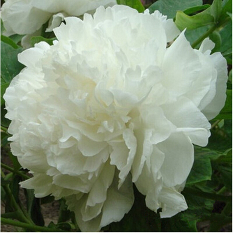 牡丹树苗 当年开花 室内阳台花卉绿植盆栽 庭院绿植 观花植物 白雪塔