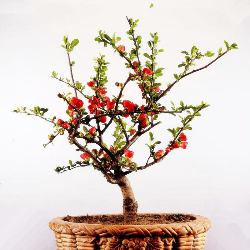 长寿冠海棠盆景盆栽日本海棠树桩海棠果室内绿植花卉 长寿冠海棠 三年