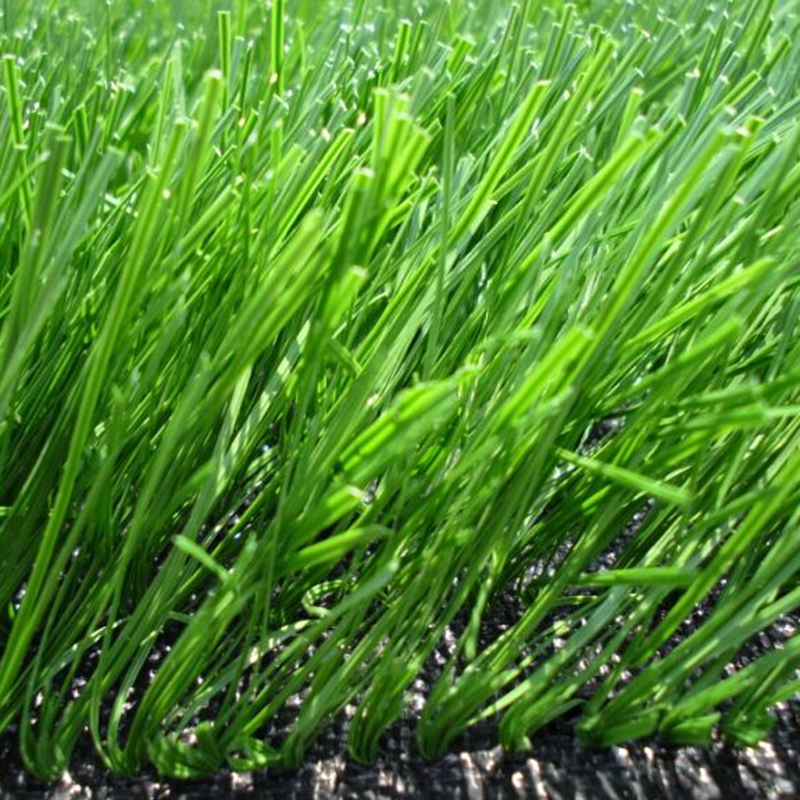 梦族园林(mengzuyuanlin) 进口草坪种子狗牙根种子矮生百慕大种子四季