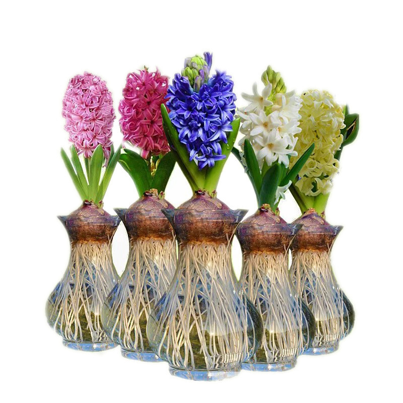 风信子 水仙 种球 进口风信子种球 办公室 阳台室内外 红色 1