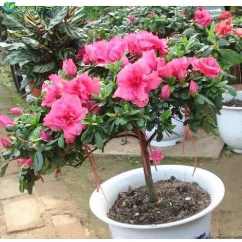 杜鹃花-中国十大名花园林庭院观赏植物花卉树苗苗木花种花草 5岁苗 不
