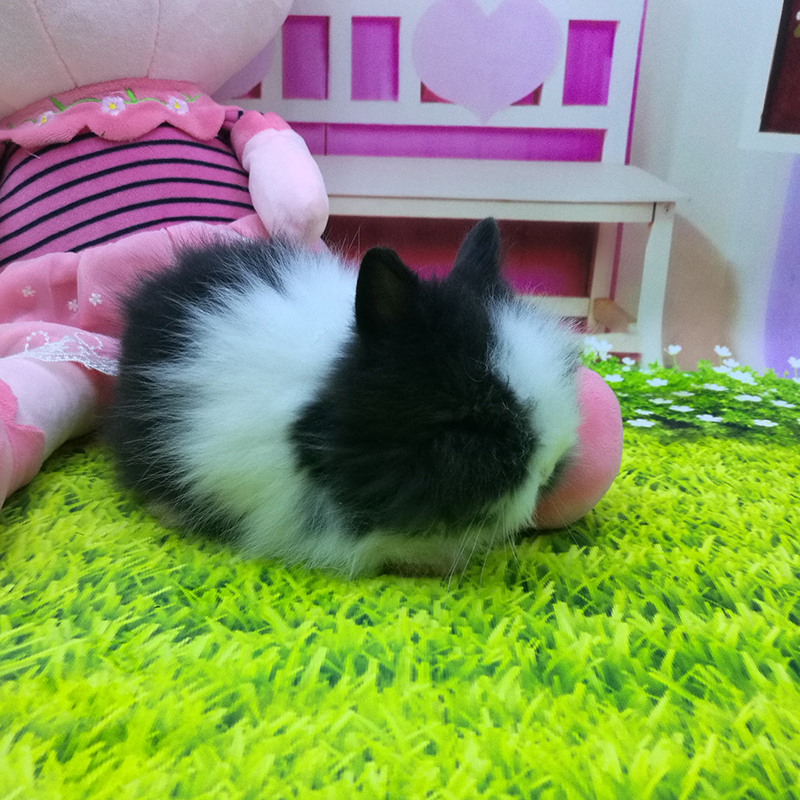 贵卡 宠物兔子活体 猫猫兔子活物小体安哥拉长毛兔 道奇猫猫兔活体