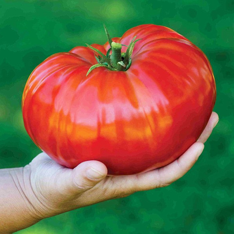 寿禾 欧洲巨型牛排番茄种子大番茄老品种菜苗四季春冬季寿光菜种籽