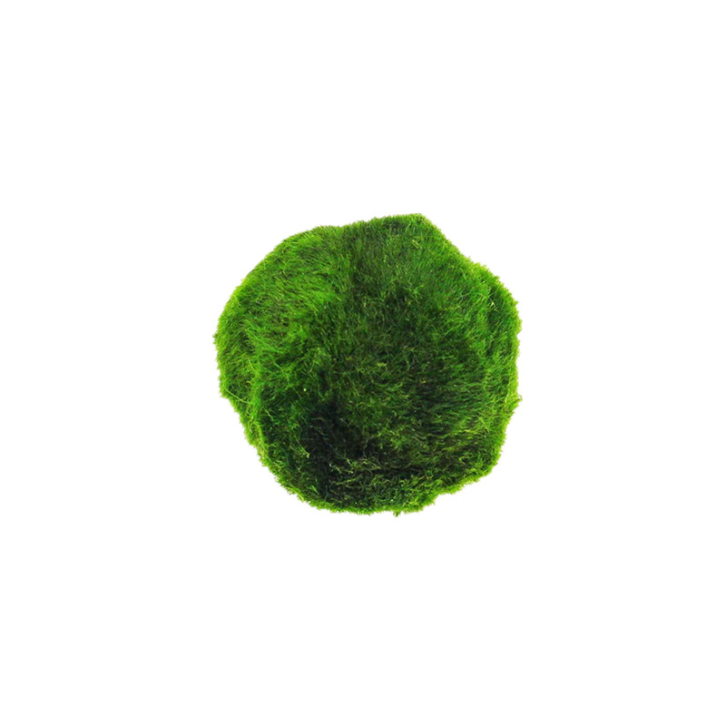 趣乐多鱼缸水族箱虾缸绿藻球鱼缸前景草活体水草藻类植物真水草 绿藻