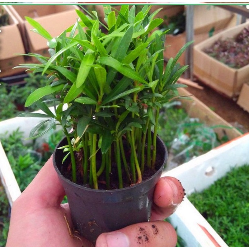 罗汉松苗整盆多棵/常绿耐阴耐寒植物/微型景观植物办公室盆栽 10-15