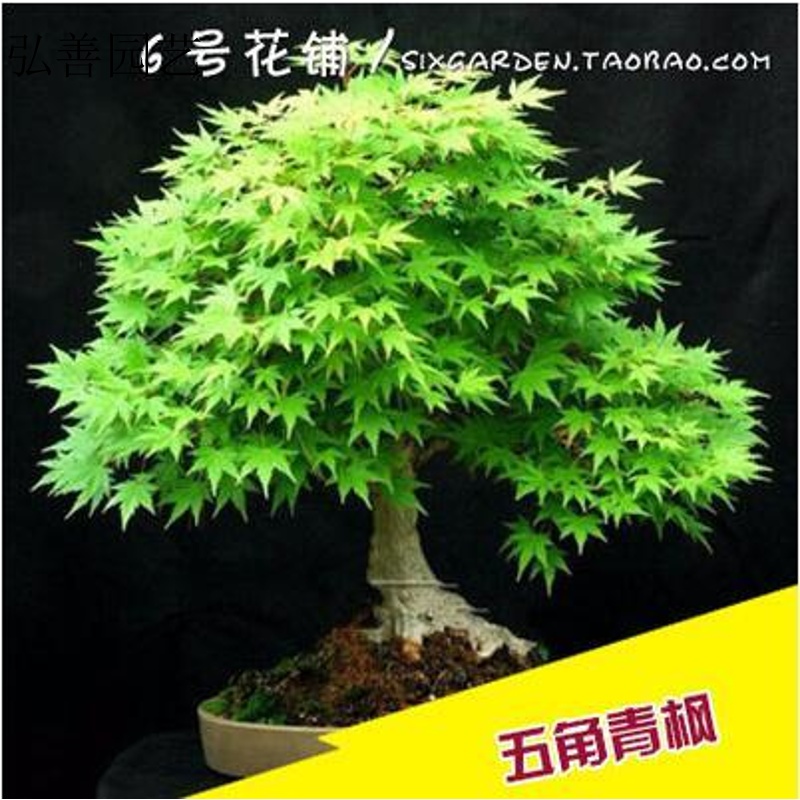 元冬四季红叶枫树观赏盆景植物树种子 五角枫50粒