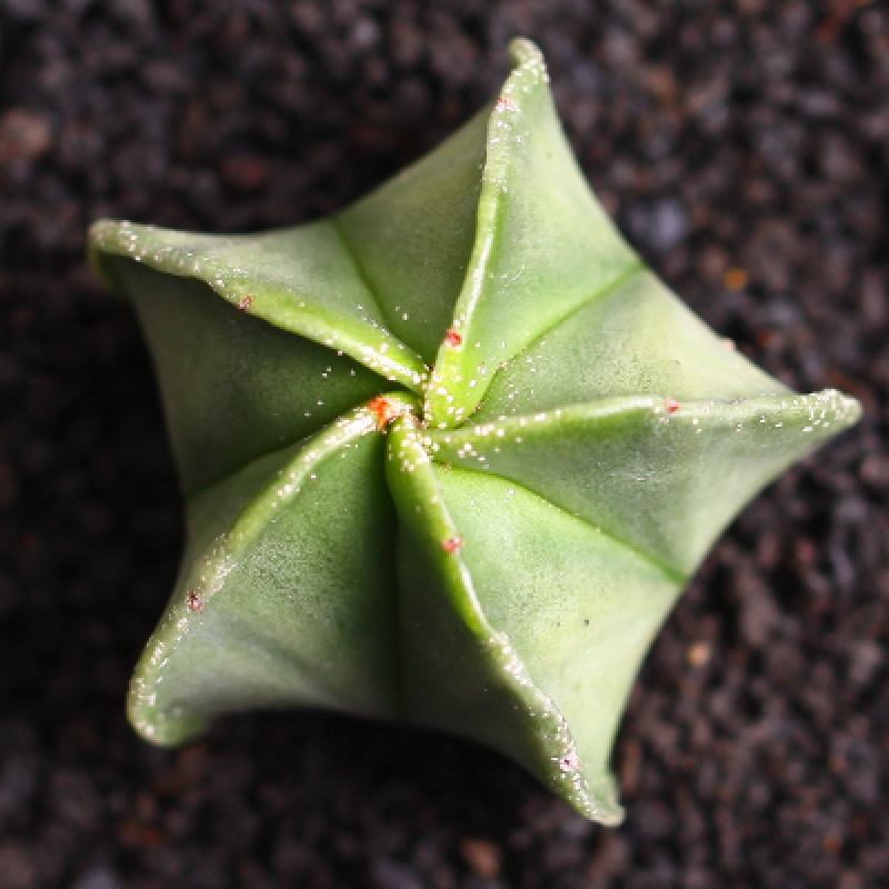 昊兰诺多肉植物星球星兜白雪光般诺五角鸾凤玉生石花白鸟实生苗肉肉