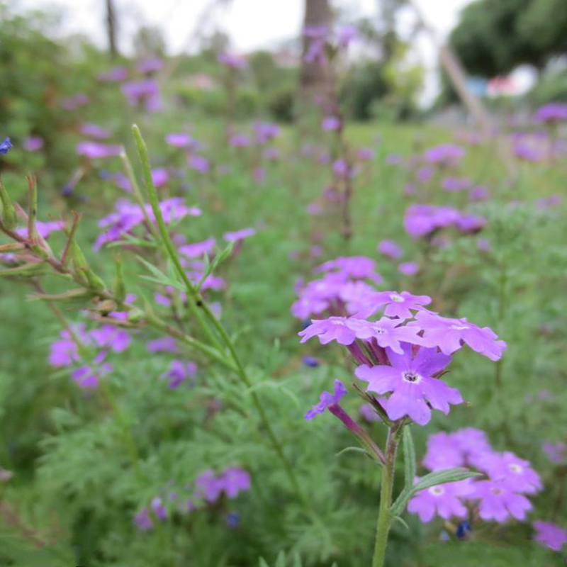 梦族园林(mengzuyuanlin) 美女樱花种子四季易种植的室内阳台盆栽美女