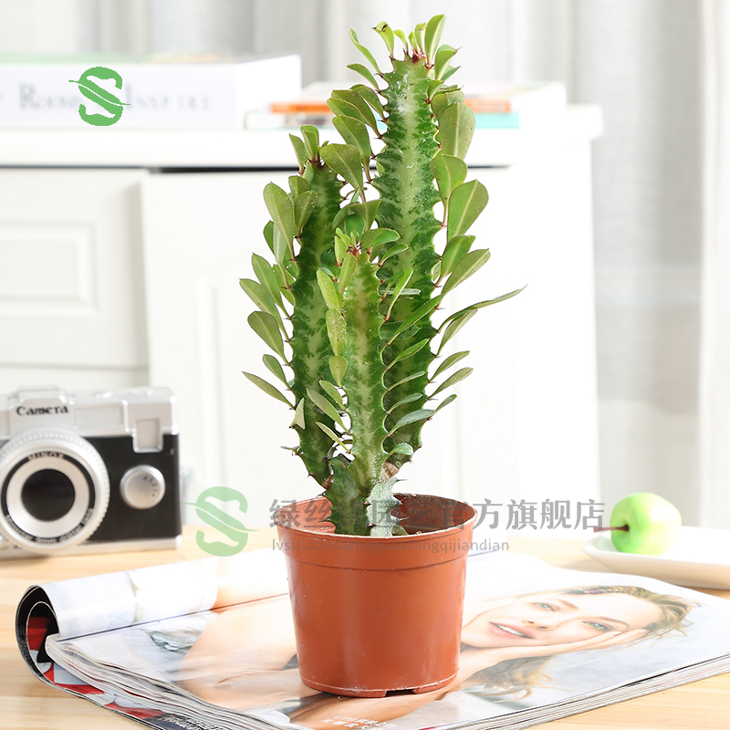 绿丝绦  紫龙骨绿龙骨 仙人掌大盆栽巴西龙骨 仙人柱 3头青龙骨(30cm