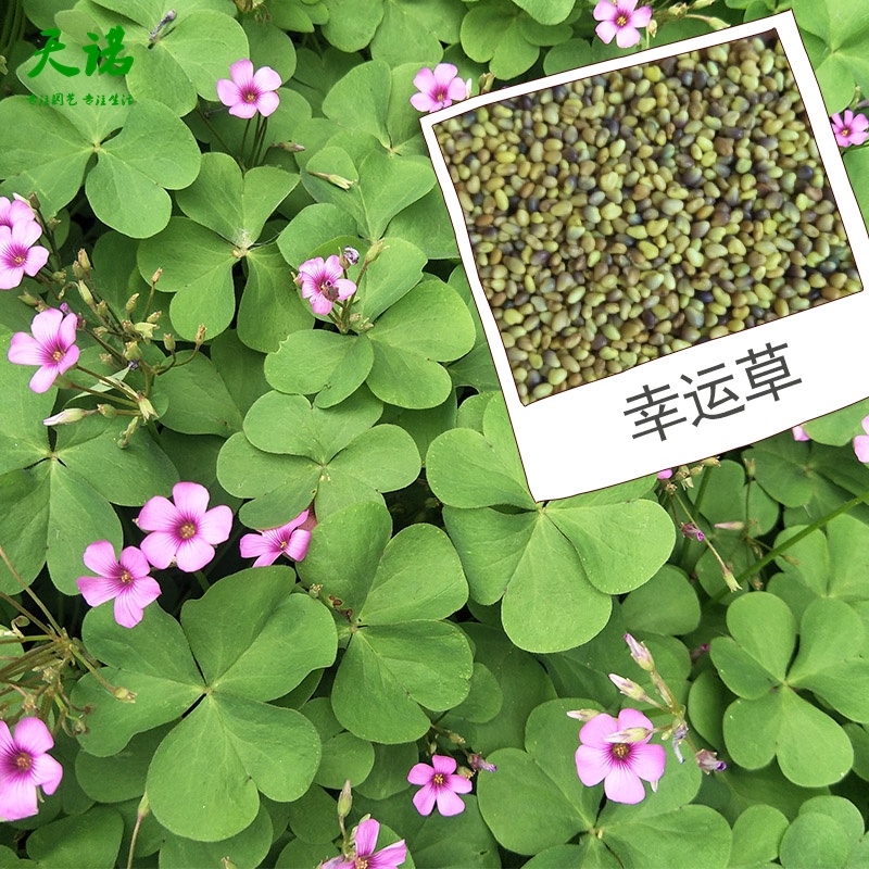 以琛幸运草三叶四叶草儿童种植diy创意迷你可爱植物小盆栽微景观 含盆