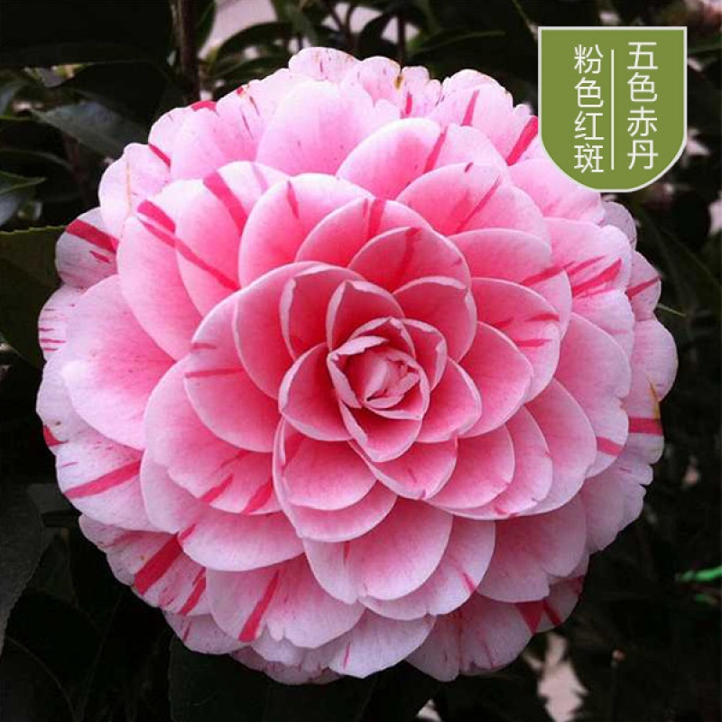 赤丹茶花盆栽庭院观赏花卉山茶花 茶花&ldquo;五色赤丹&rdquo;1加仑