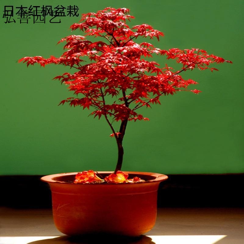 元冬四季红叶枫树观赏盆景植物树种子 日本红50粒