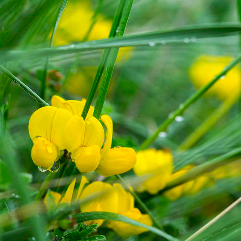 梦族园林(mengzuyuanlin) 百脉根种子 牛角花 五叶草 高产牧草种子