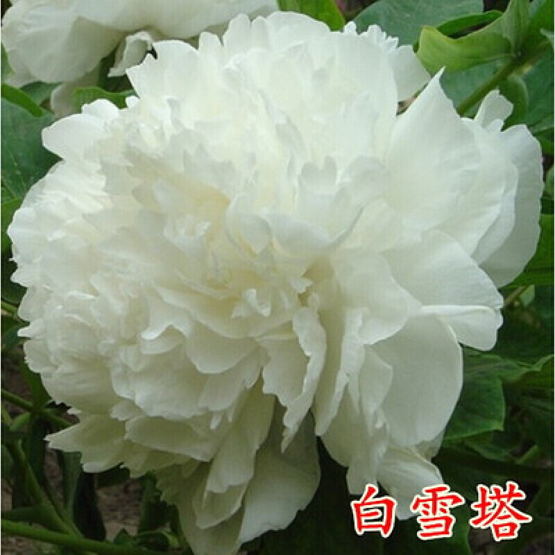 洛阳精品观赏牡丹花苗 牡丹苗花卉 牡丹盆栽室内室外绿植盆栽 正宗