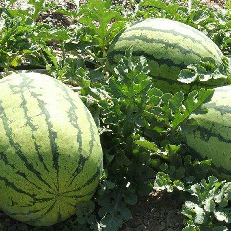 看蔬菜类历史价格|蔬菜类价格走势