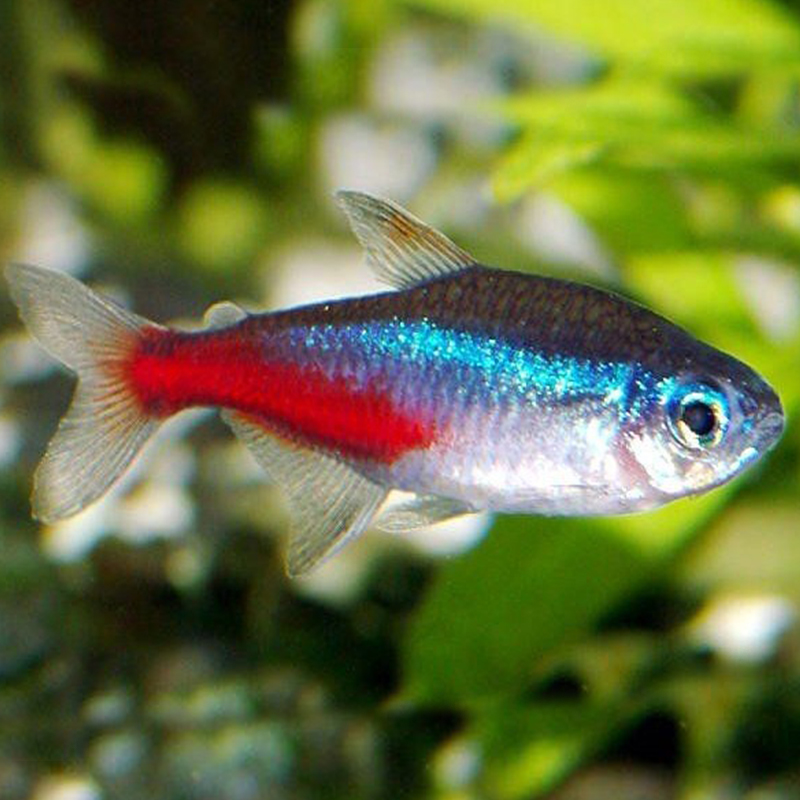 淡水观赏鱼草缸群游 鱼缸造景热带鱼观赏鱼活体宝莲灯鱼 红绿灯鱼20条