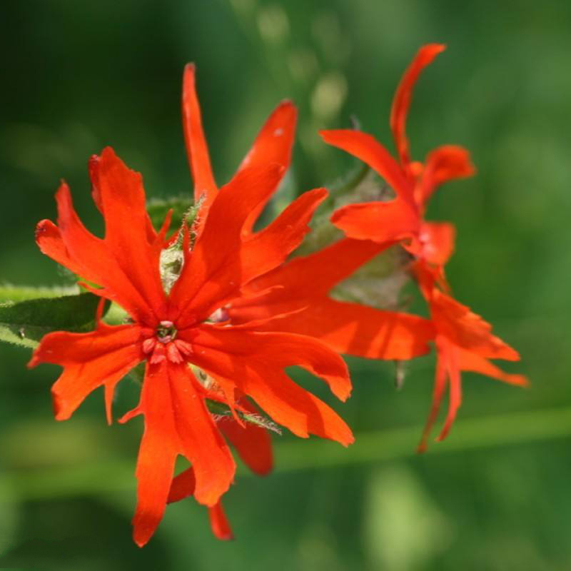 梦族园林(mengzuyuanlin) 剪秋罗 花卉種子绿植盆景室内盆栽植物花