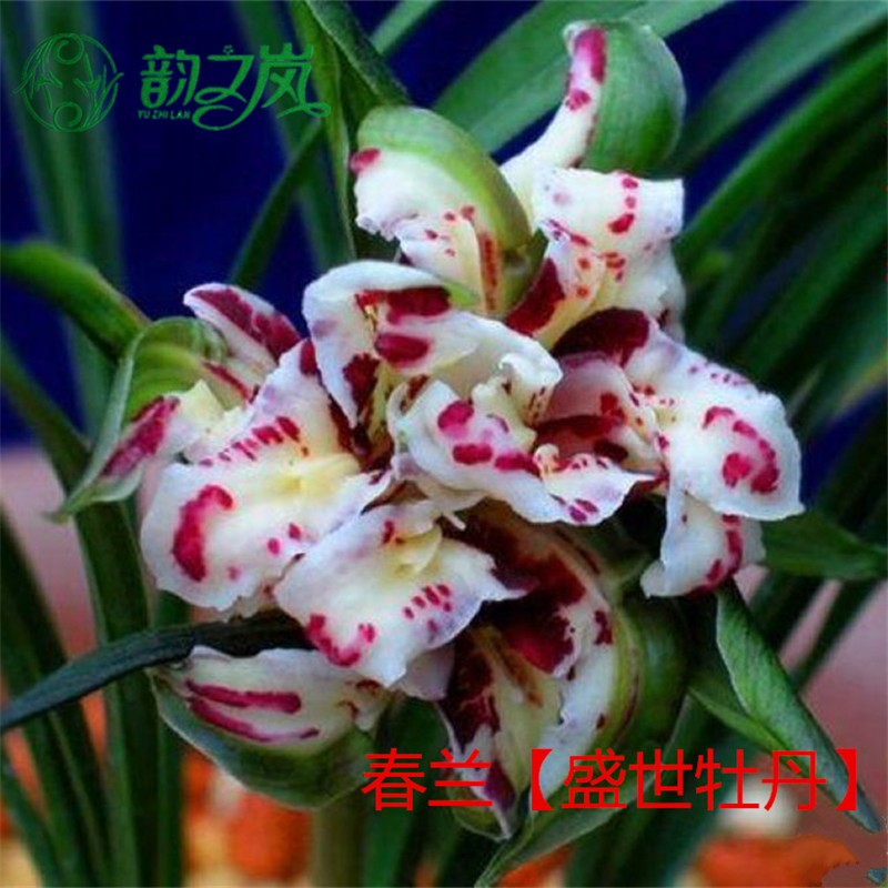 韵之岚兰花苗 春兰盛世牡丹 浓香室内室外绿植兰草花卉盆栽易成活冬带