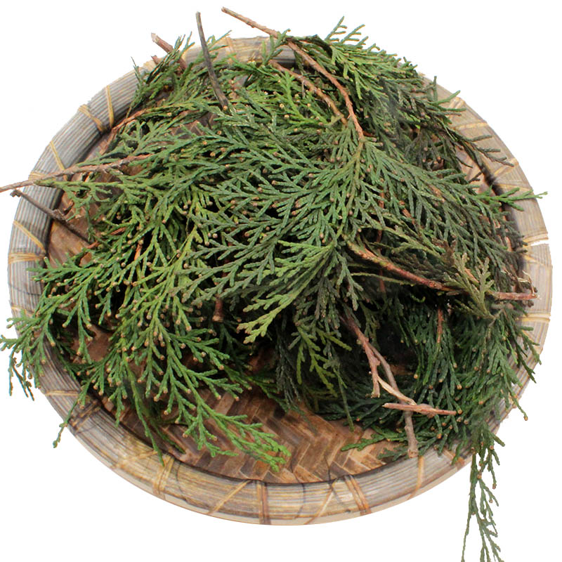 博多客 新鲜侧柏叶 5斤 秦岭扁柏叶植物 侧伯叶 泡酒生鲜 6斤装