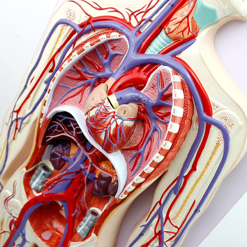 ENOVO颐诺人体血液循环系统模型体循环肺循环双循环心血管介入心脏模型心外科血管动脉静脉人体解剖系统