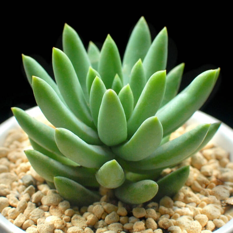 若绿真便宜多肉好养老桩绿植花卉小苗肉肉花植物小盆栽清棚 千佛手 不