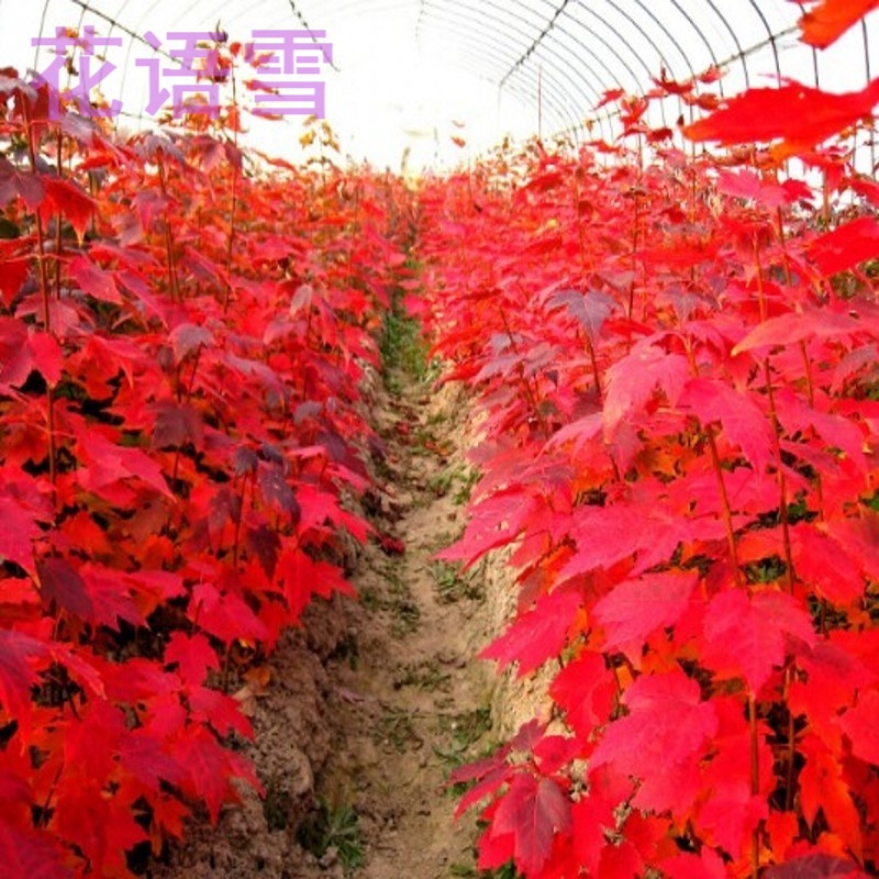 红枫苗 红枫树苗 红枫小苗 日本红枫 嫁接红枫苗 美国红枫盆景 色块