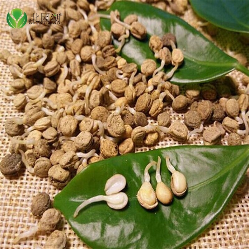 怎么看京东花草林木类商品的历史价格|花草林木类价格走势图