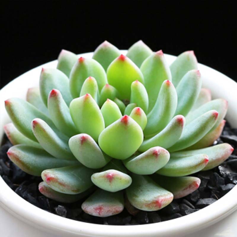 老桩24款入门肉肉迷你多肉办公室内阳台桌面绿植花卉 青苹果 花盆