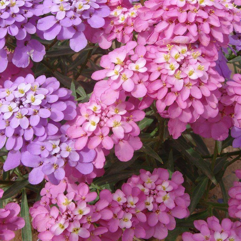 阳台庭院种植盆栽花境观赏花种 蜂室花种子混色 屈曲花籽 春秋 500粒