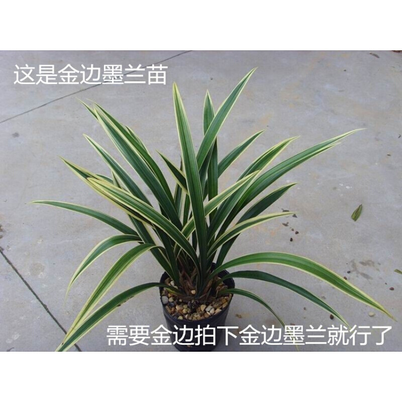 金嘴墨兰(金华山)盆栽墨兰兰花苗盆栽四季兰花芽多 金边墨兰一颗价格