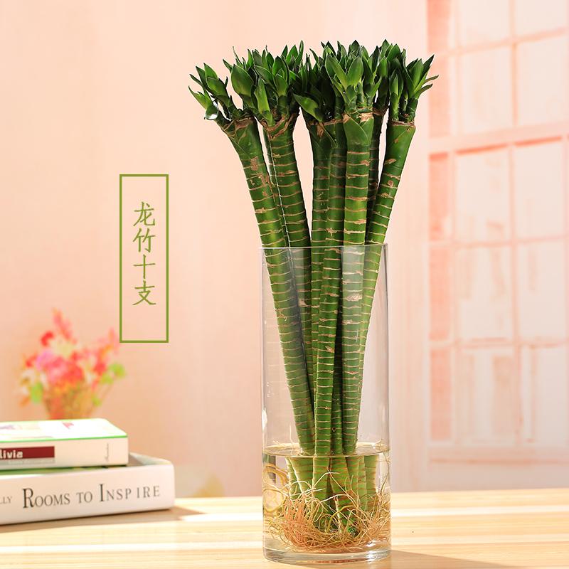 八目尚賞水培富贵竹绿植花卉转运竹龙竹开运竹大叶竹水养竹子花草植物