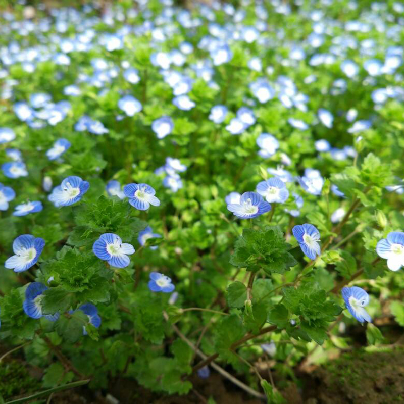 梦族园林(mengzuyuanlin) 优质花卉种子婆婆纳种子工程花卉种子散装易