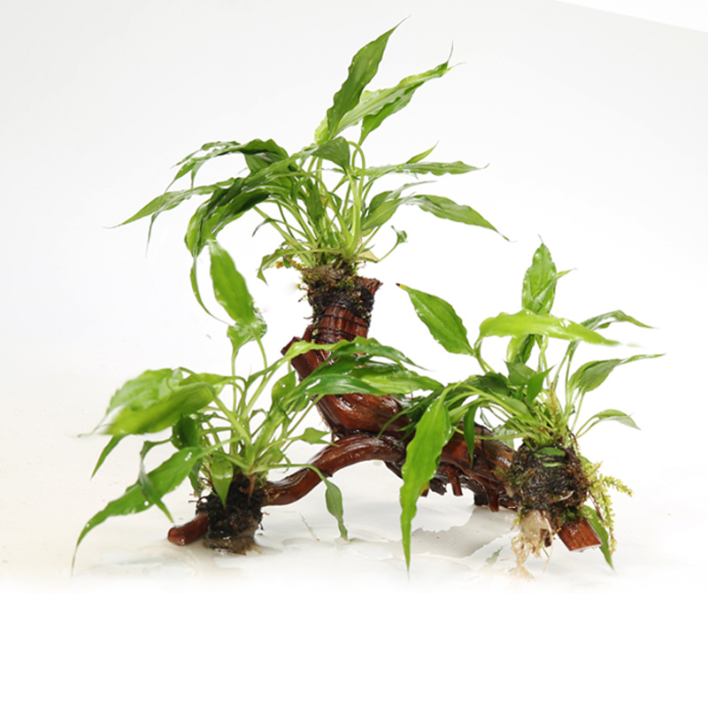 森悠(saryor)鱼缸造景水草 装饰水榕沉木净化水质辣椒榕有茎类实体活
